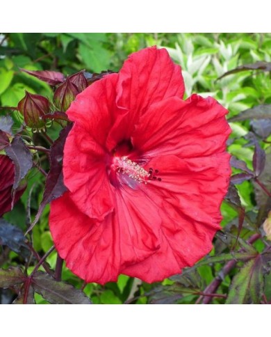 Hibiscus moscheutos Red Wine (Globe Planter)