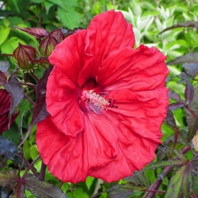 Hibiscus moscheutos Red Wine (Globe Planter)