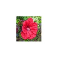 Hibiscus moscheutos Red Wine (Globe Planter)