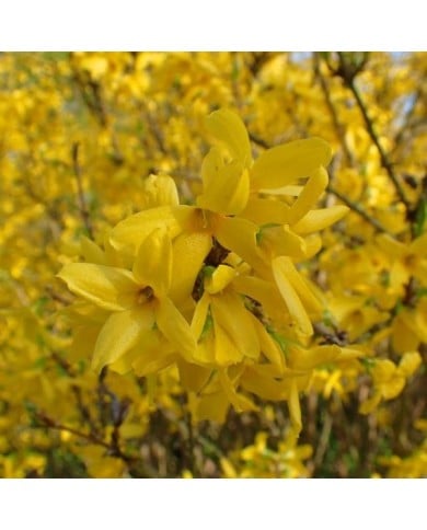 Forsythia 'Lynwood' (Krzysztof Ziarnek - Kenraiz / wikimedia.org)