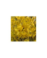 Forsythia 'Lynwood' (Krzysztof Ziarnek - Kenraiz / wikimedia.org)