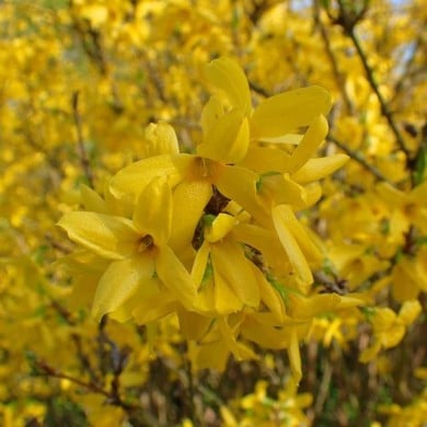 Forsythia 'Lynwood' (Krzysztof Ziarnek - Kenraiz / wikimedia.org)