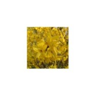 Forsythia 'Lynwood' (Krzysztof Ziarnek - Kenraiz / wikimedia.org)