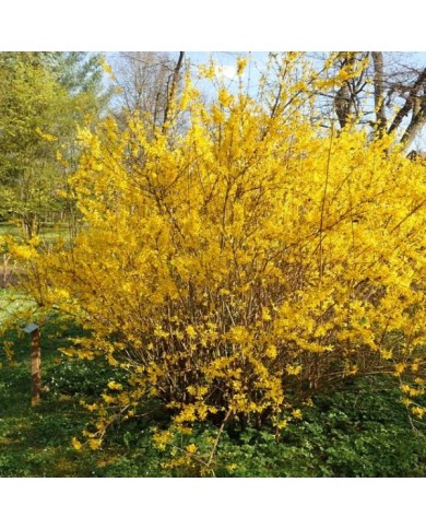 Forsythia 'Lynwood' (Krzysztof Ziarnek - Kenraiz / wikimedia.org)