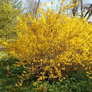 Forsythia 'Lynwood' (Krzysztof Ziarnek - Kenraiz / wikimedia.org)