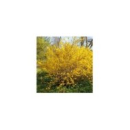 Forsythia 'Lynwood' (Krzysztof Ziarnek - Kenraiz / wikimedia.org)