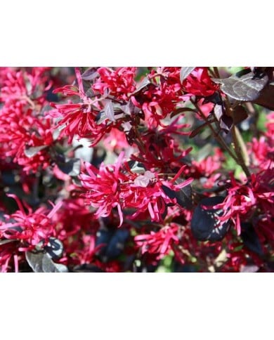 Loropetalum chinense ‘Black Pearl’