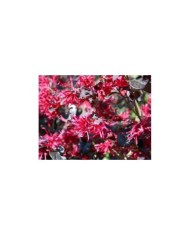 Loropetalum chinense ‘Black Pearl’