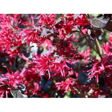 Loropetalum chinense ‘Black Pearl’