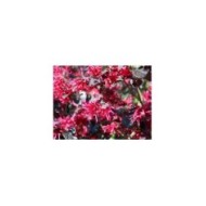 Loropetalum chinense ‘Black Pearl’