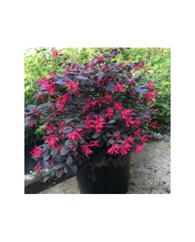 Loropetalum 'Black Pearl' en pot (photo : Globe Planter)