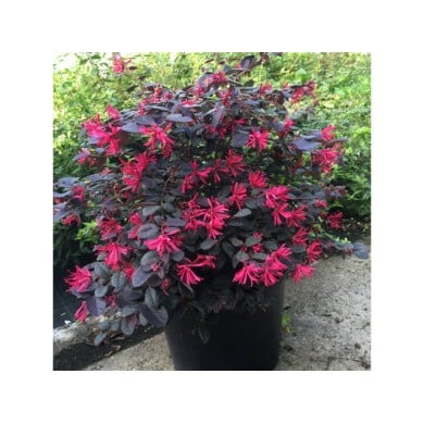 Loropetalum 'Black Pearl' en pot (photo : Globe Planter)