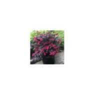 Loropetalum 'Black Pearl' en pot (photo : Globe Planter)