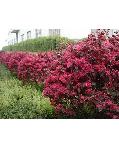 Loropetalum 'Black Pearl' en haie