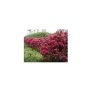 Loropetalum 'Black Pearl' en haie