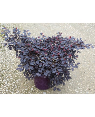Loropetalum 'Black Pearl' C7.5L (plante avant envoi)