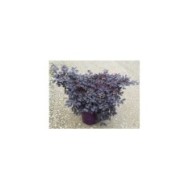 Loropetalum 'Black Pearl' C7.5L (plante avant envoi)