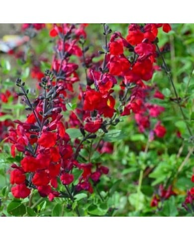 Salvia x jamensis RÊVE® ROUGE 'FAURESAL02' (Sapho)
