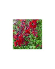 Salvia x jamensis RÊVE® ROUGE 'FAURESAL02' (Sapho)