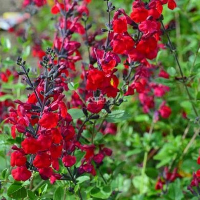 Salvia x jamensis RÊVE® ROUGE 'FAURESAL02' (Sapho)