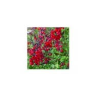 Salvia x jamensis RÊVE® ROUGE 'FAURESAL02' (Sapho)