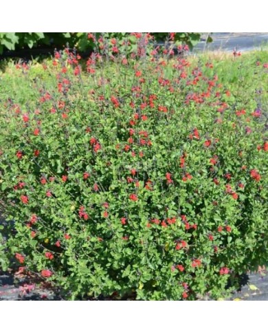 Salvia x jamensis RÊVE® ROUGE 'FAURESAL02' (Sapho)