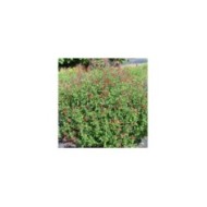 Salvia x jamensis RÊVE® ROUGE 'FAURESAL02' (Sapho)