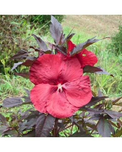 Hibiscus des marais GEANT RED (Hibiscus moscheutos) (Globe Planter)