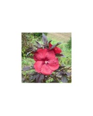 Hibiscus des marais GEANT RED (Hibiscus moscheutos) (Globe Planter)