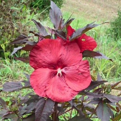 Hibiscus des marais GEANT RED (Hibiscus moscheutos) (Globe Planter)