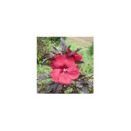 Hibiscus des marais GEANT RED (Hibiscus moscheutos) (Globe Planter)