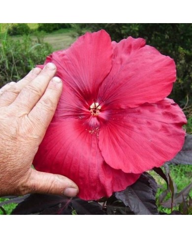 Hibiscus des marais GEANT RED (Hibiscus moscheutos) (Globe Planter)