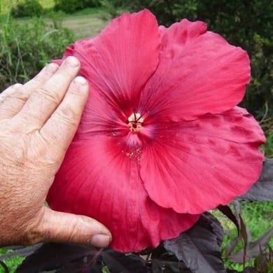 Hibiscus des marais GEANT RED (Hibiscus moscheutos) (Globe Planter)