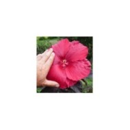 Hibiscus des marais GEANT RED (Hibiscus moscheutos) (Globe Planter)