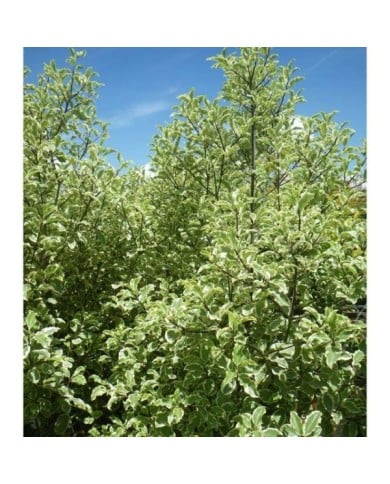 Pittosporum tenuifolium 'Variegatum' (pépiniériste 85 / flickr.com)