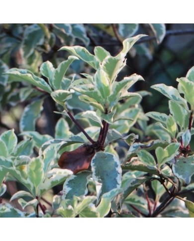 Pittosporum tenuifolium 'Variegatum' (Bernard Blanc / flickr.com)