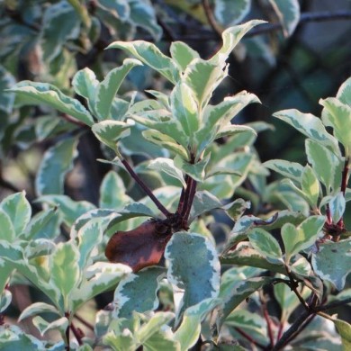 Pittosporum tenuifolium 'Variegatum' (Bernard Blanc / flickr.com)