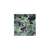 Pittosporum tenuifolium 'Variegatum' (Bernard Blanc / flickr.com)