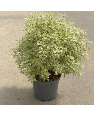 Pittosporum tenuifolium 'Variegatum' - pot de 7.5 litres