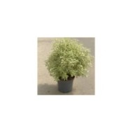 Pittosporum tenuifolium 'Variegatum' - pot de 7.5 litres