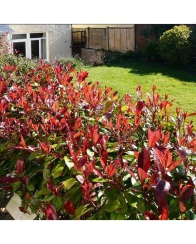Photinia Red Robin - Haie