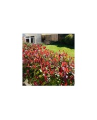 Photinia Red Robin - Haie