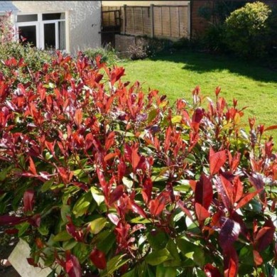 Photinia Red Robin - Haie