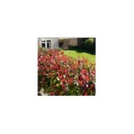Photinia Red Robin - Haie