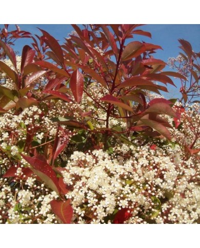 Photinia Red Robin - Flickr - miluz