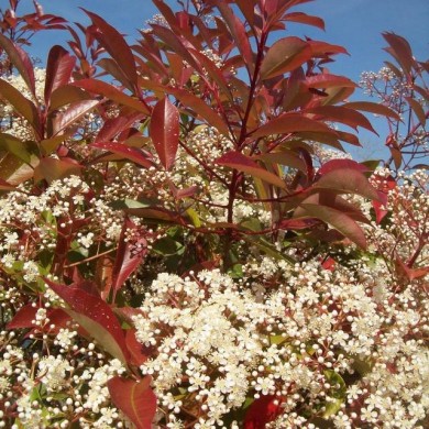 Photinia Red Robin - Flickr - miluz