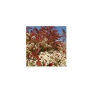Photinia Red Robin - Flickr - miluz