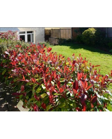 Haie de photinias