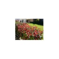 Haie de photinias