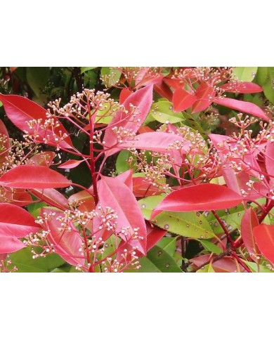Jeunes pousses de photinia